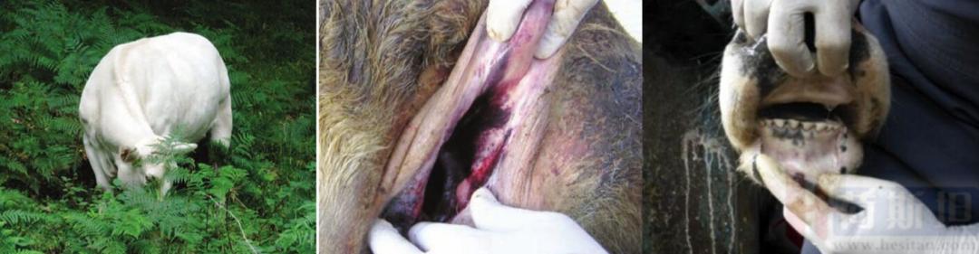 张廷青,张廷青简介