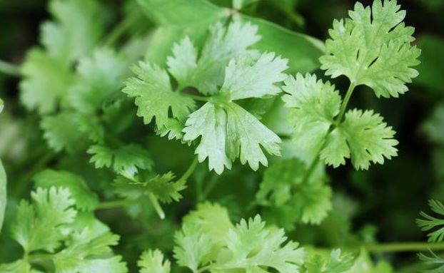 香菜和大蒜高产的种植方法,香菜怎么种出苗快还高产