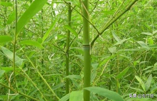 不可食无竹的竹子,宁可不吃肉也得吃竹子