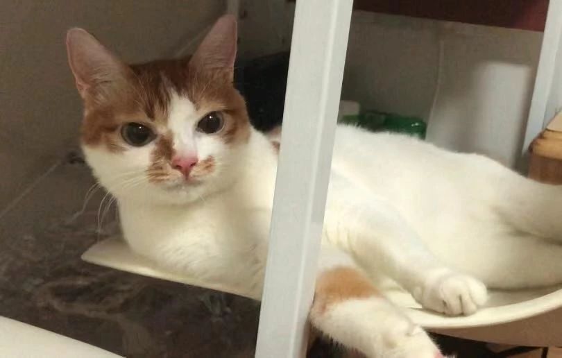 猫咪可以缓解焦虑抑郁吗,猫也会焦虑型留恋吗