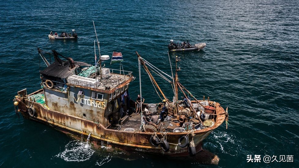 带鱼为什么会活不长呢图片,带鱼为什么出水就活不了