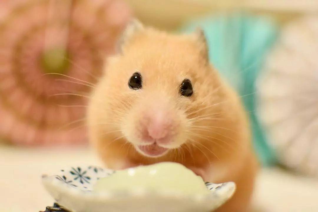 仓鼠为什么一直咬笼子很焦躁,公仓鼠一直咬笼子是怎么了