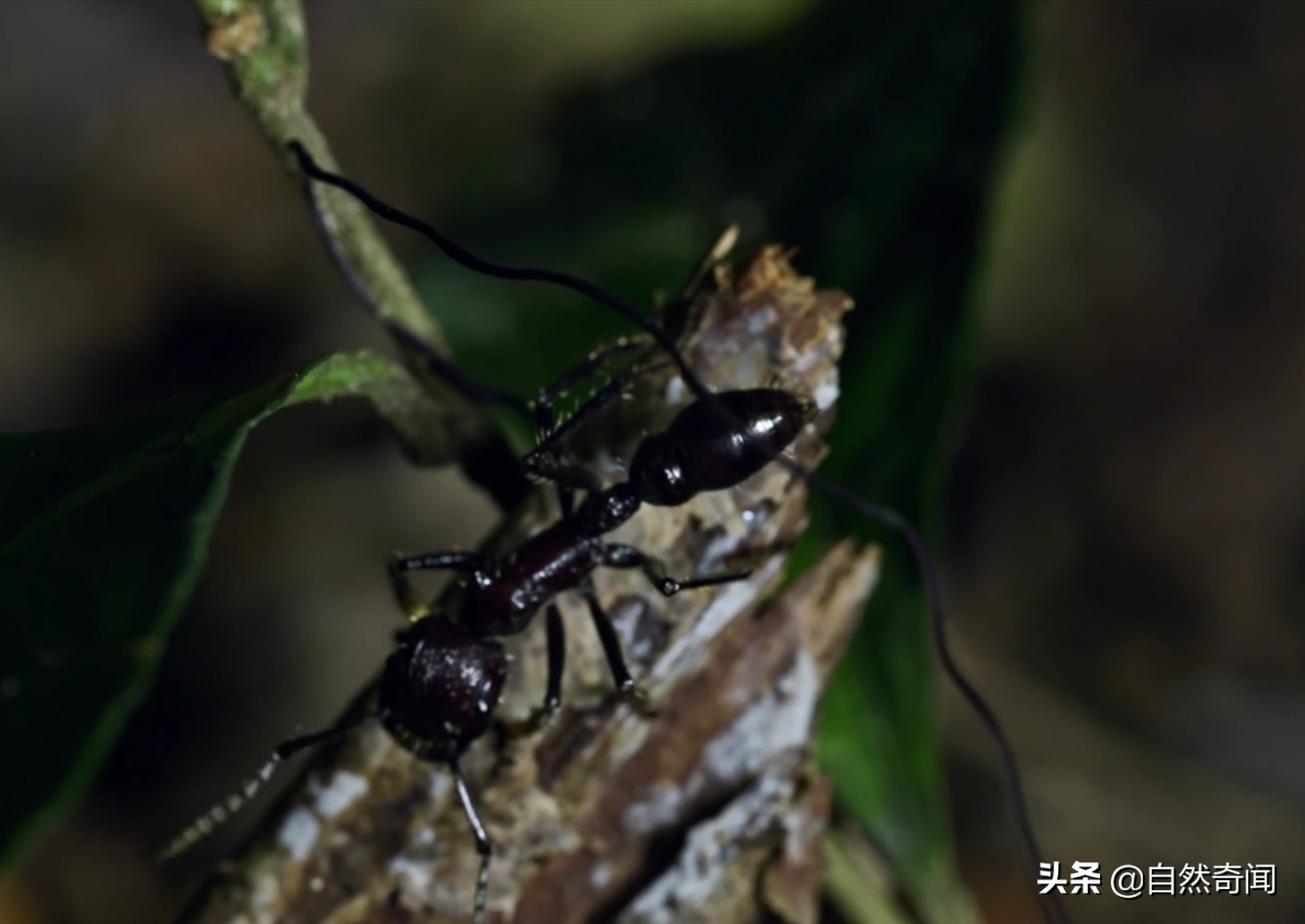 亚马逊有多少动植物,亚马逊盘点