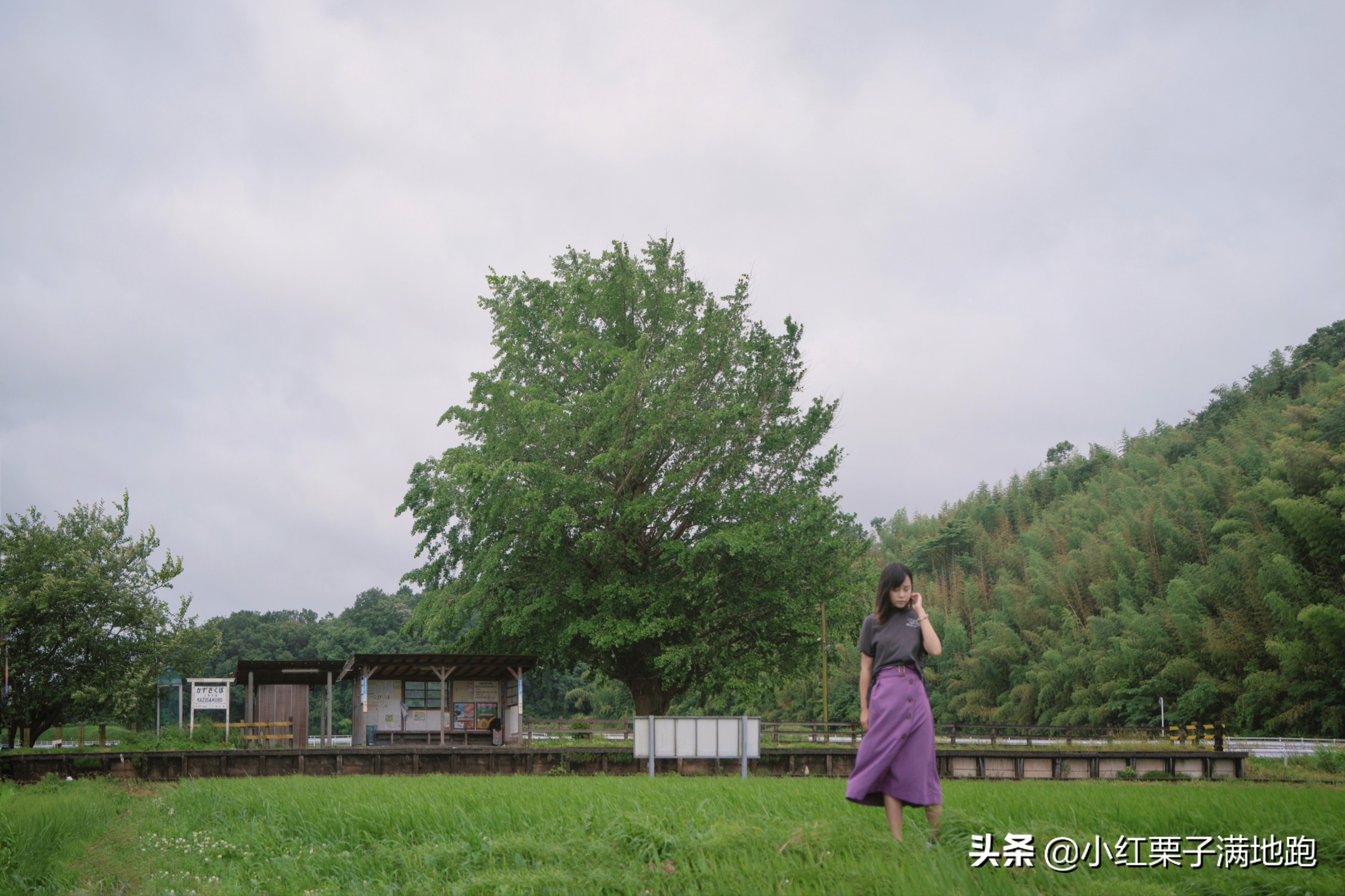 千叶县紫阳花开，如何一边体验火车之旅一边拍摄铁道风景？
