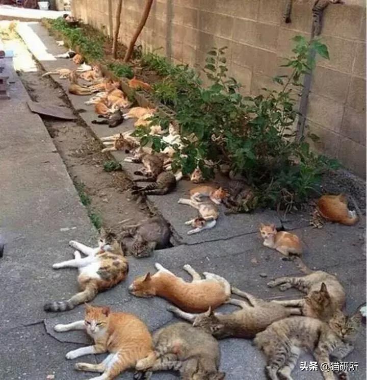 猫薄荷骗猫喝水有危害吗,为什么猫吸猫薄荷会上瘾