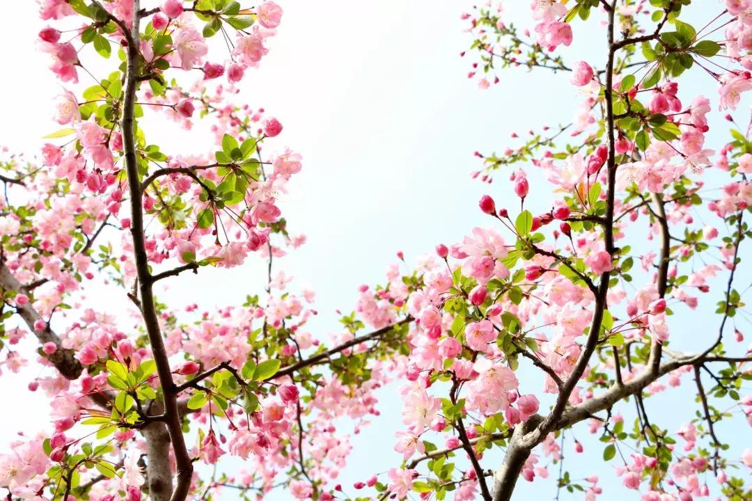 百花图谱大全100幅,工笔百花图谱100种
