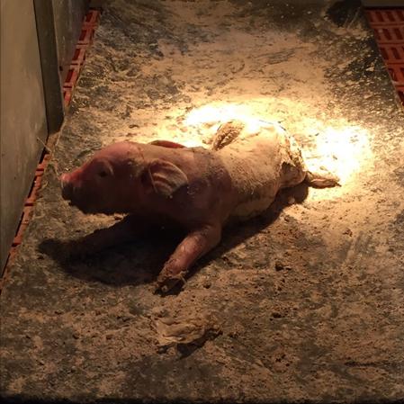 小猪顽固性腹泻的治疗方法,小猪腹泻打针就死什么原因