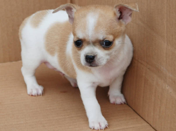 狗严重便秘拉不出屎怎么办,狗便秘最快的解决方法