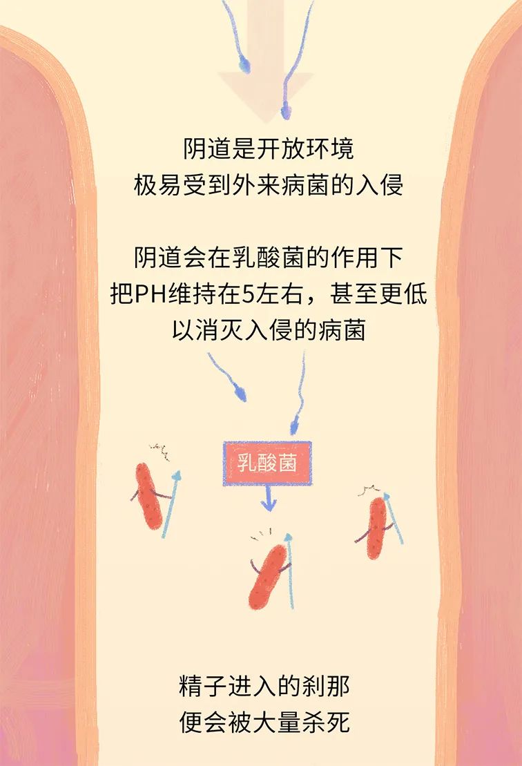 精子进入人体24小时变化,精子在人体24个小时都经历了什么