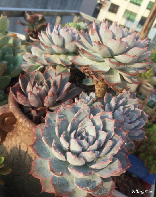 蓝石莲能露养吗,蓝石莲的养殖方法和关注事项