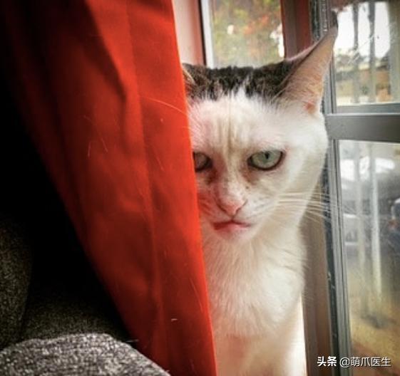 当一只猫有了脸,当一只猫长成了狗的样子