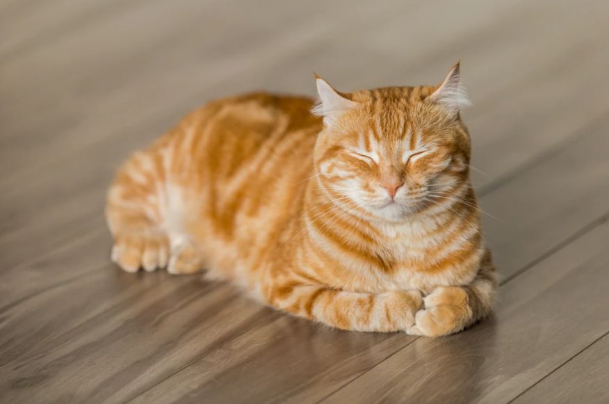 猫咪睡觉抽搐是怎么回事,猫咪睡觉时叫唤是做梦吗