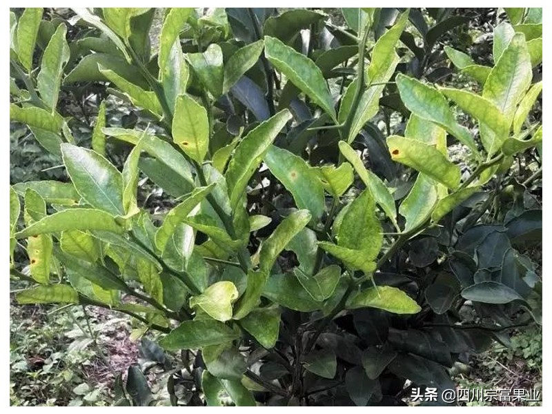 柑橘黑心病的治疗方法,柑橘有点腐烂是什么原因