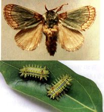 小时候常见又叫不上名的动植物，你们老家怎么说？满满的童年回忆