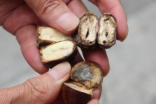 开糖炒栗子店栗子怎么储存,炒板栗店的板栗怎么保存的