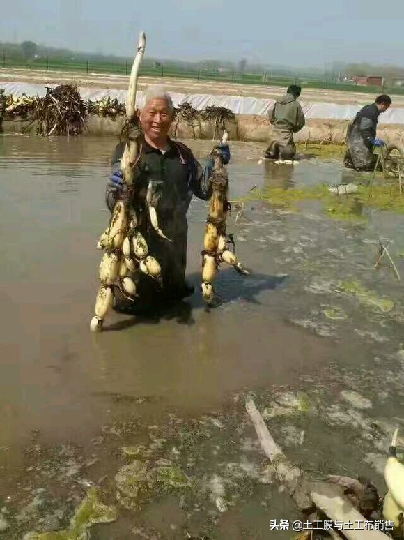 莲藕产业经济效益高的栽培模式-莲藕专用膜的投入与使用