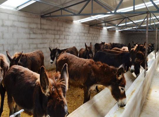 驴子怎么饲养,驴子的养殖技巧