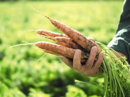 德国喜宝hipp怎么样,法国hipp喜宝奶粉怎么样