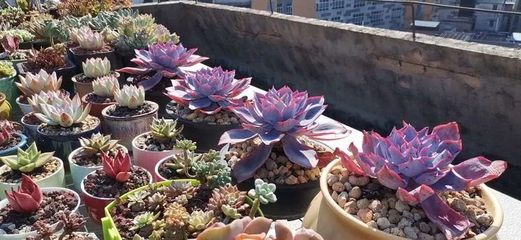 养多肉植物修身养性,多肉的习性和日常养护方法