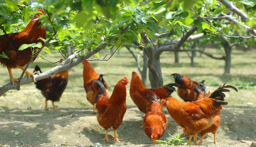 家禽黑肺病原因及防治,家禽如何保护肝肾