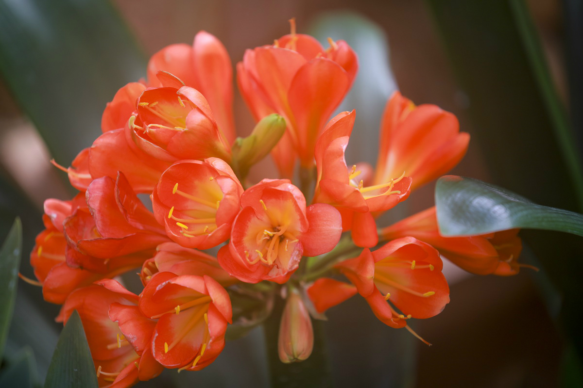 史上最轻便长焦利器佳能RF70-200mmF4L镜头评测