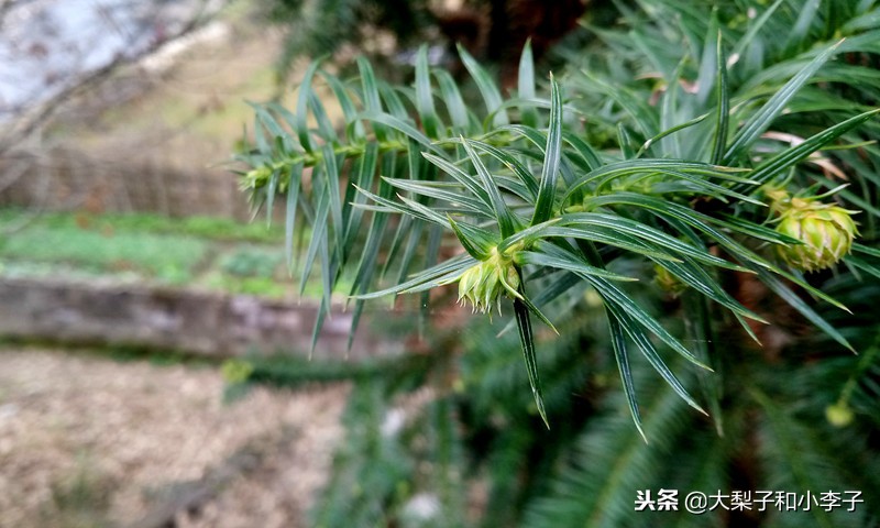 moto照相,moto拍照效果