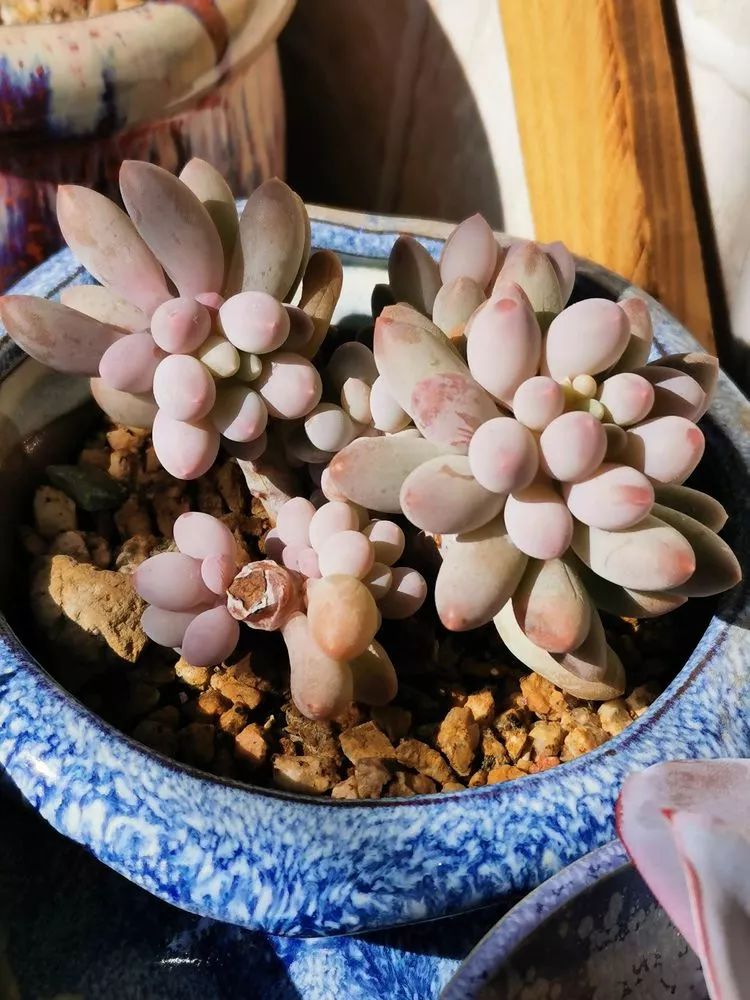 适合北方阳台党养的多肉,适合养在北阳台的多肉