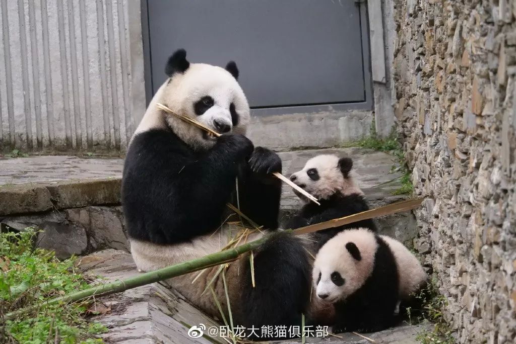 为什么全世界都喜欢大熊猫,世界各地的人们都爱好大熊猫英语