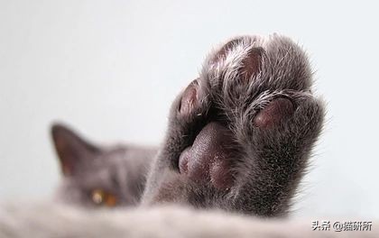 猫咪脚上有伤口得把毛全剃了吗,猫咪冬天剪毛发会感冒么