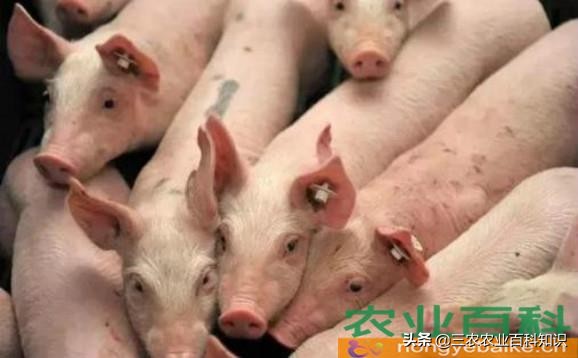 15天仔猪能做仔猪副伤寒疫苗吗,治疗仔猪副伤寒最好的药是什么