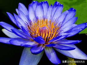 睡莲种块的种植方法和关注事项,睡莲种植方法种土里全过程