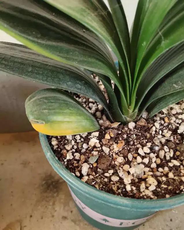 夏天种花不浇水的小窍门,哪十种花夏季少浇水