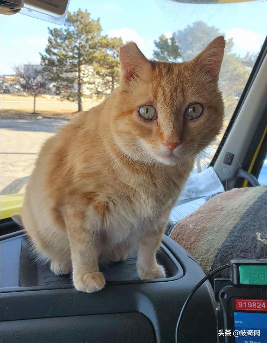 卡车司机收养流浪猫三只,卡车司机收养流浪猫抖音