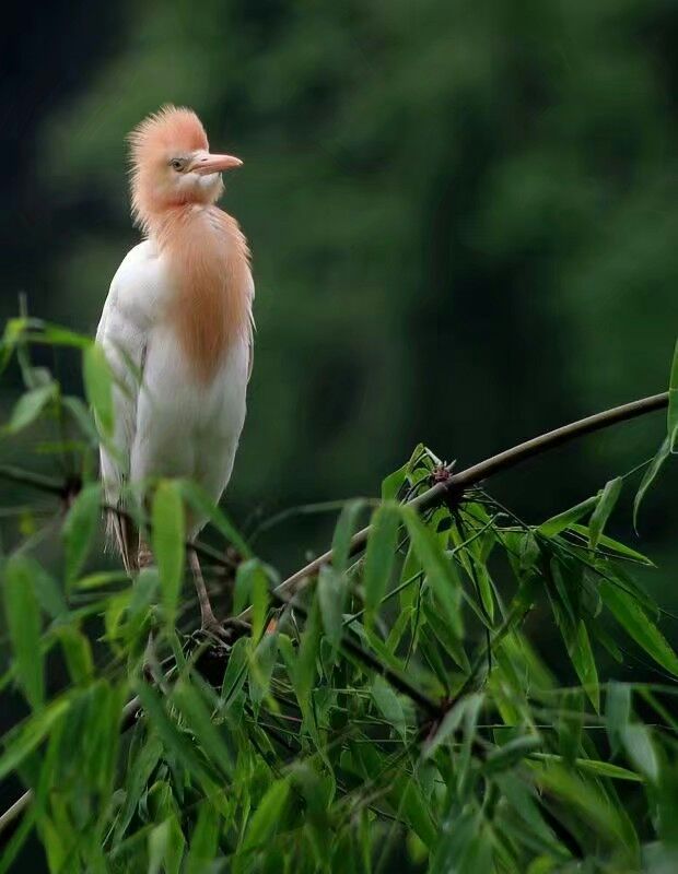 《天笙妙寨》文l胡立夫.愚夫主义原创