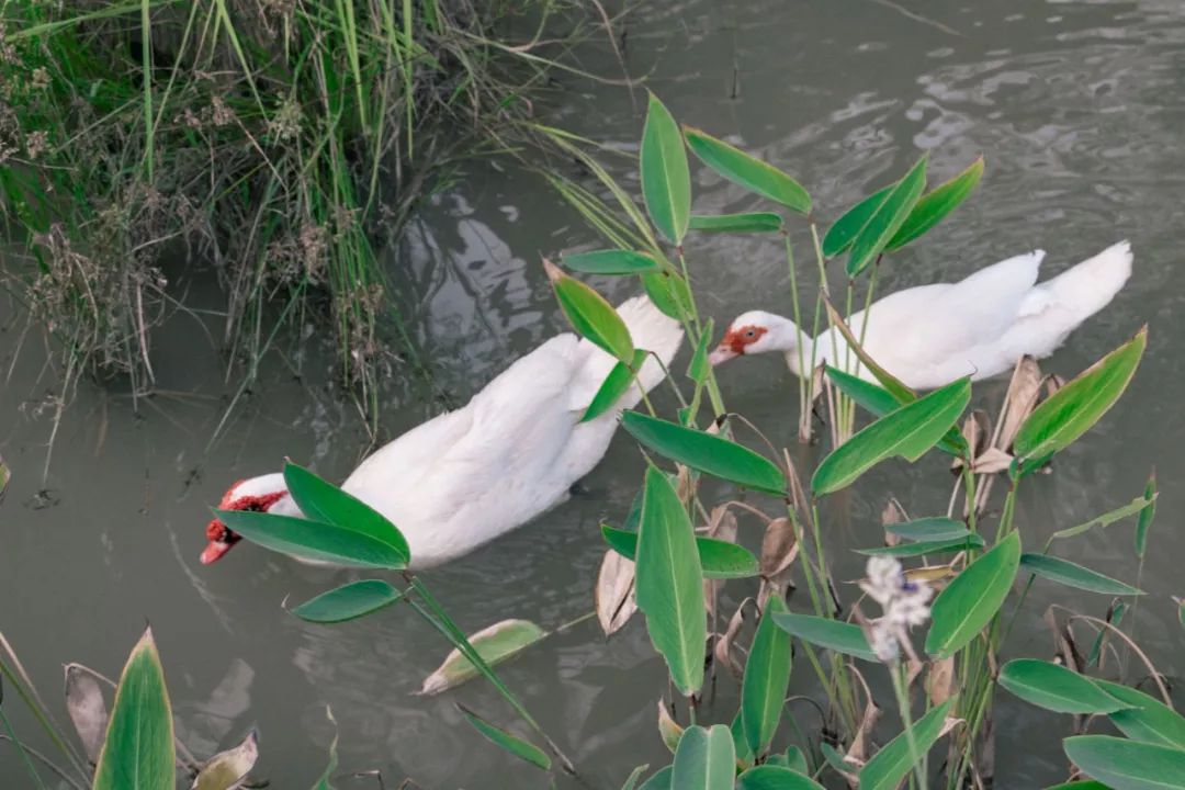 深圳风景最好的岛,深圳有个什么旅游岛