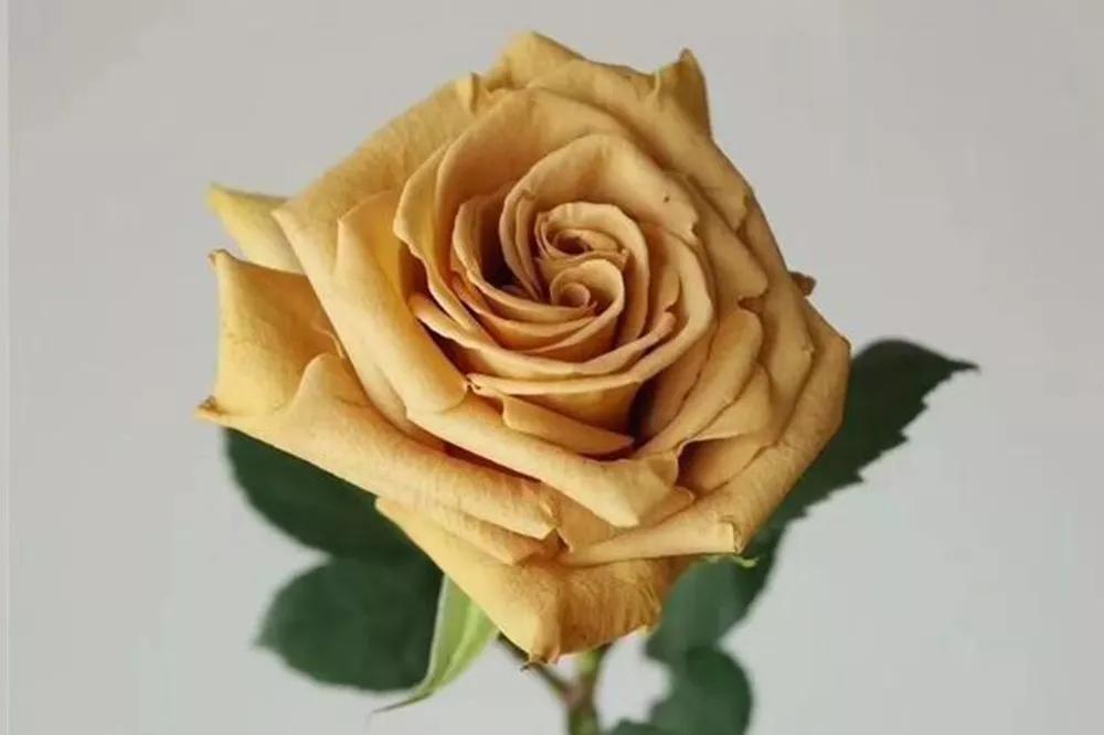 花店必备的5款玫瑰,花店常用的10款玫瑰花是哪些品种