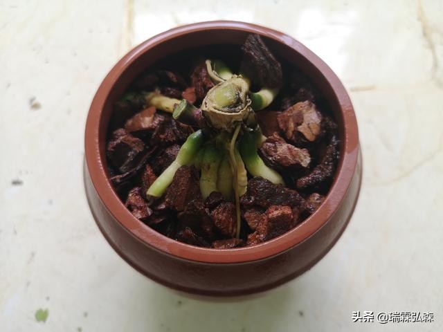 树皮栽培蝴蝶兰方法,蝴蝶兰种子栽培视频