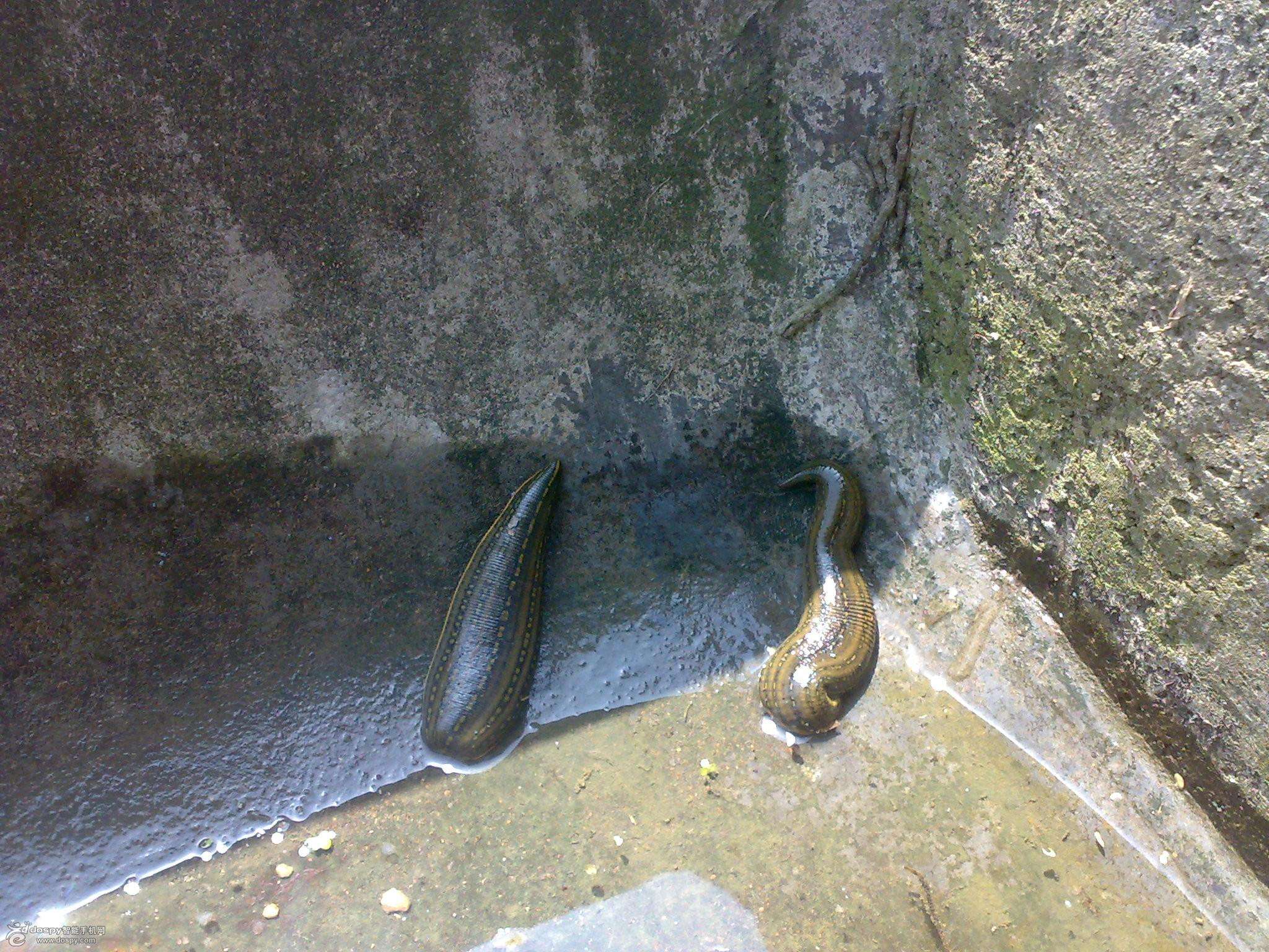 农村常见的“吸血虫”，想不到还有这么高的药用价值，你认识吗