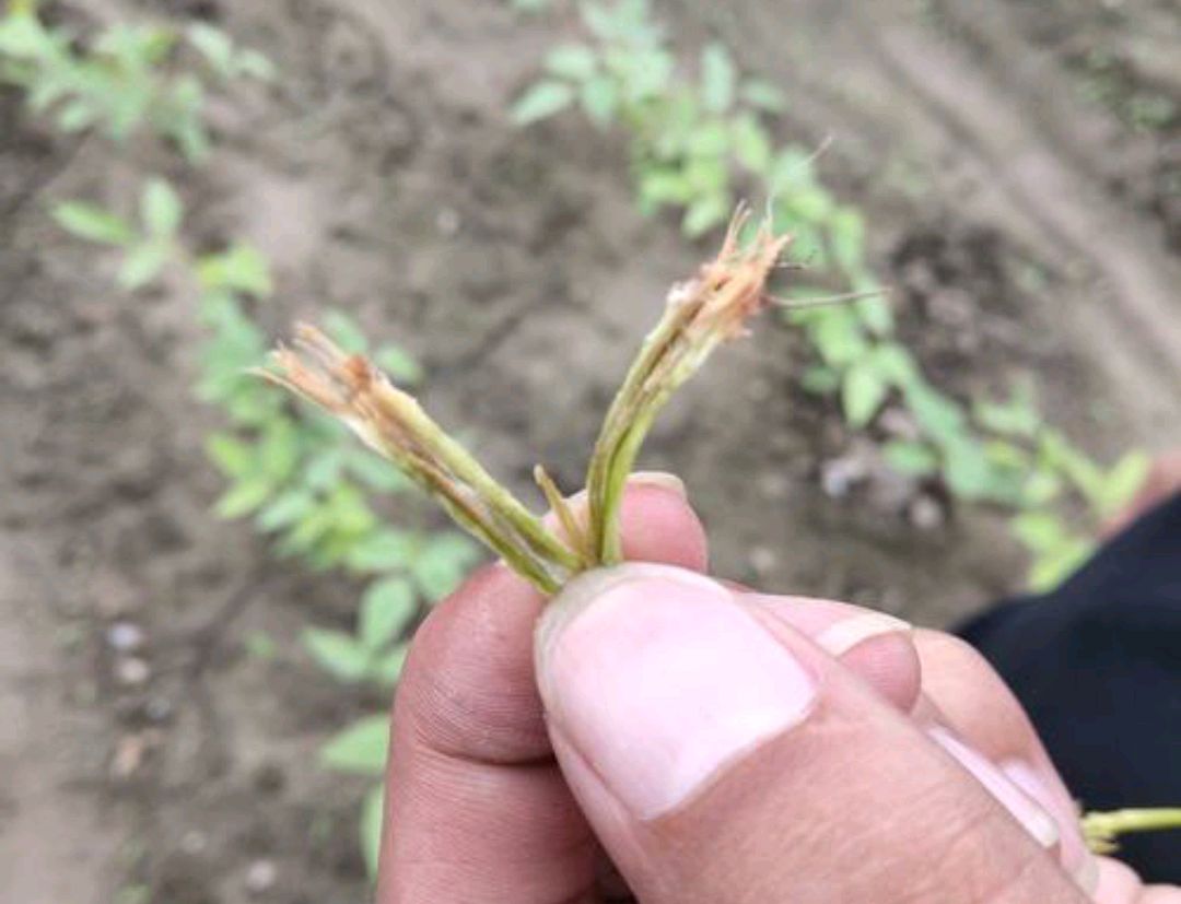 豇豆煤霉病有哪些症状,啶酰菌胺能治豇豆的煤霉病吗