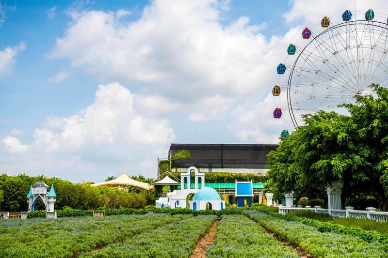 你知道广州有个百万葵园吗？四季都繁花似锦，风景让人流连忘返