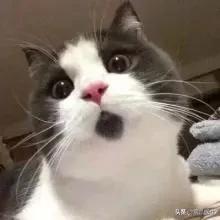 养了一年的母猫居然是公的,养了一年的猫才发现居然是母的