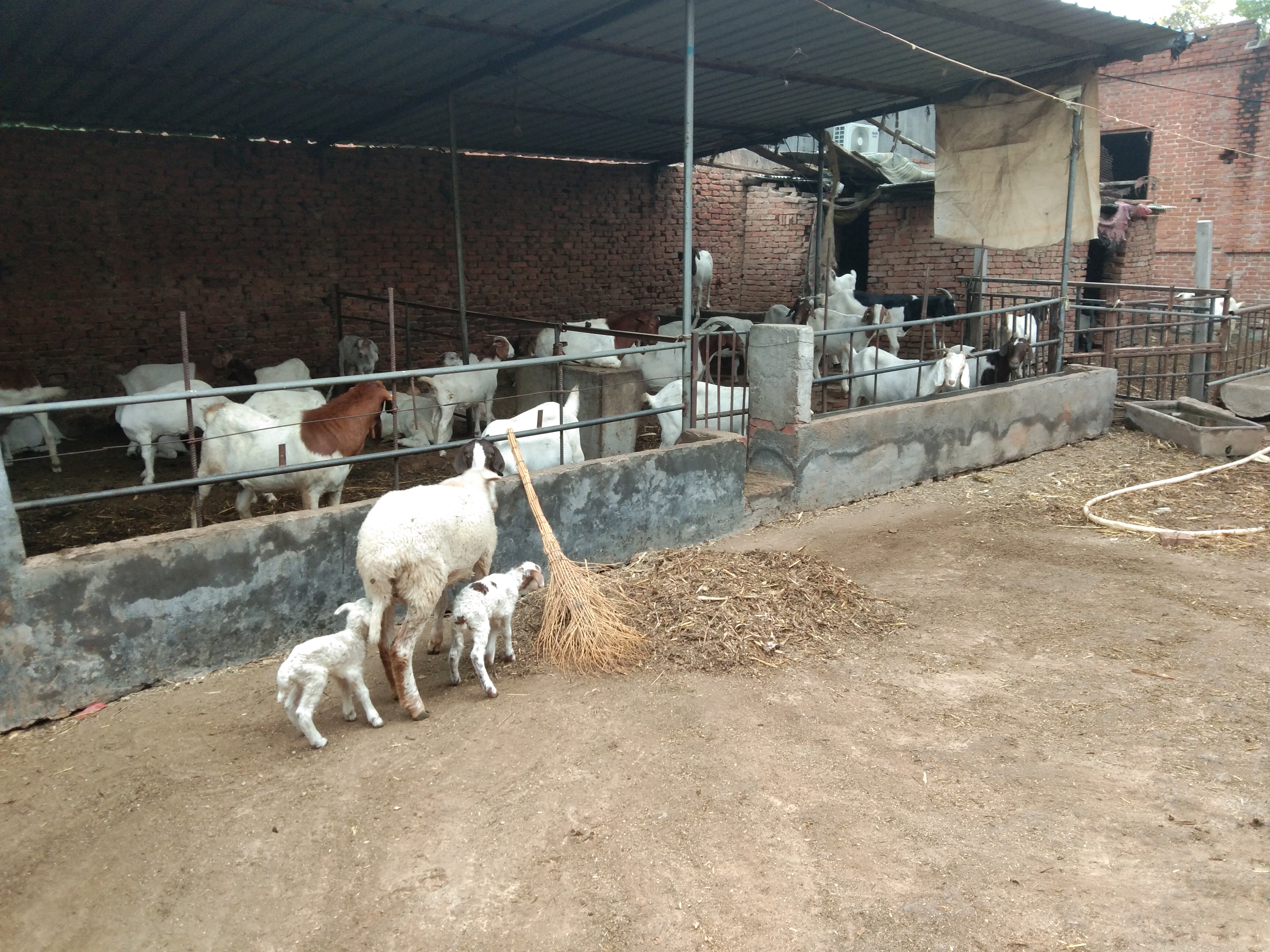 养猪20万一年能赚多少钱,养猪三四年赚多少钱