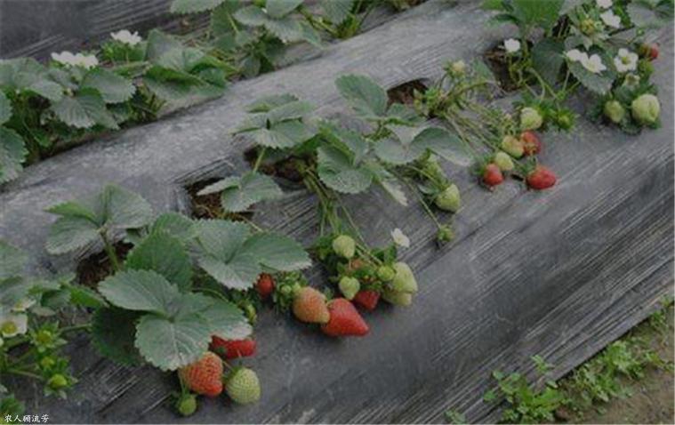 草莓匍匐茎坏死是什么病,草莓炭疽病根腐病怎么治