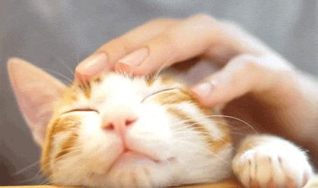 猫为什么会打呼噜？而且人类听了还特别爽？抖m吗？