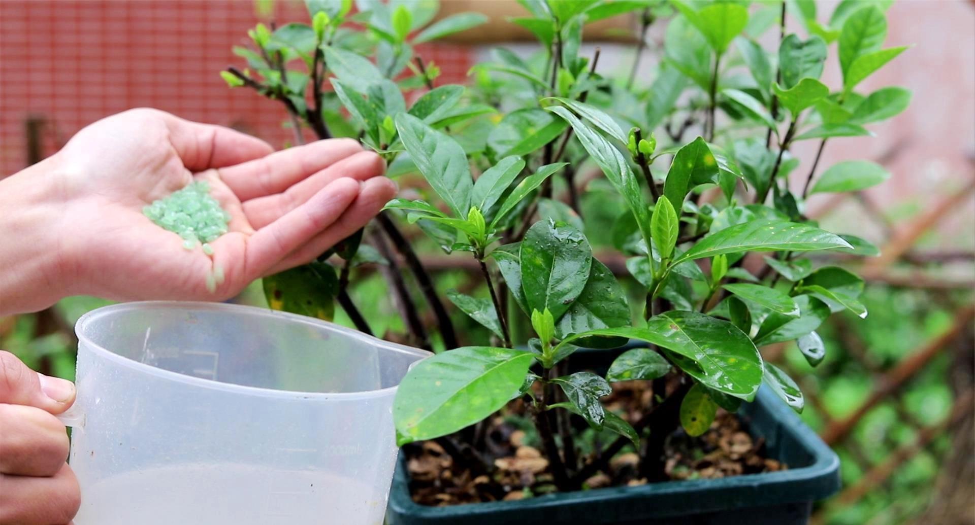栀子花黄叶掉花苞该怎么办,栀子花几种黄叶现象