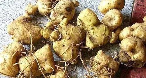 类似黄姜药材的植物,长得像洋姜的野生植物