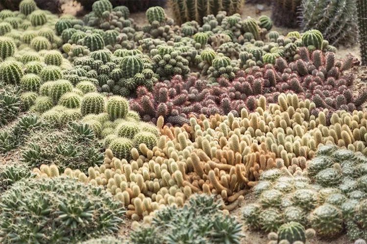 深圳吃喝玩乐一整天,深圳吃喝玩乐一天攻略