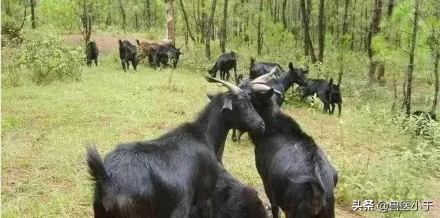 羊瘦不上膘是什么原因,羊不反刍站不稳是怎么回事