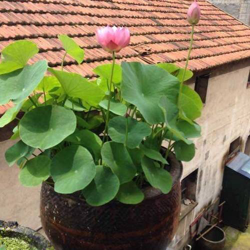 荷花怎样养才能开花,怎么养荷花可以一年四季都开花呢