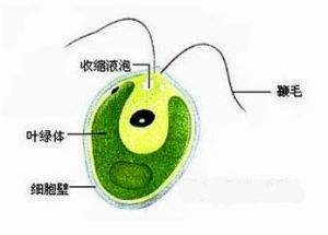所有动物是怎么游泳的,小动物们是怎么游泳的
